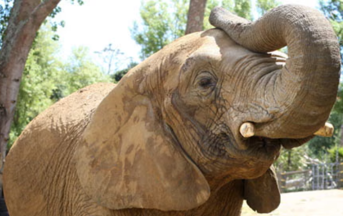 Elephant Attacks And Kills Man In Kasigau, Taita Taveta County