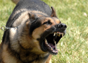 Police Dog Handler In Hospital After Bite By His Own Dog In Juja, Kiambu County