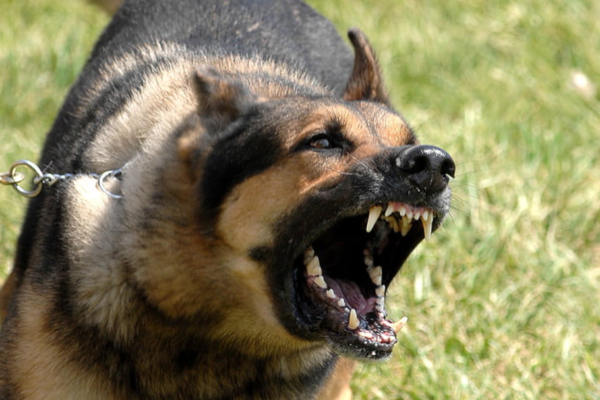 Police Dog Handler In Hospital After Bite By His Own Dog In Juja, Kiambu County