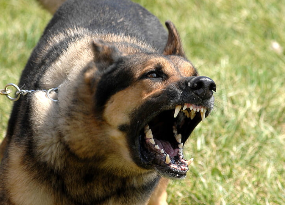 Police Dog Handler In Hospital After Bite By His Own Dog In Juja, Kiambu County
