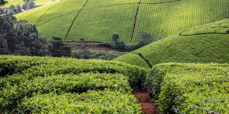Limuru Tea