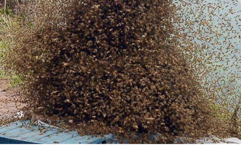 5-Year-Old Boy Dies After Bee Attack In Kakamega