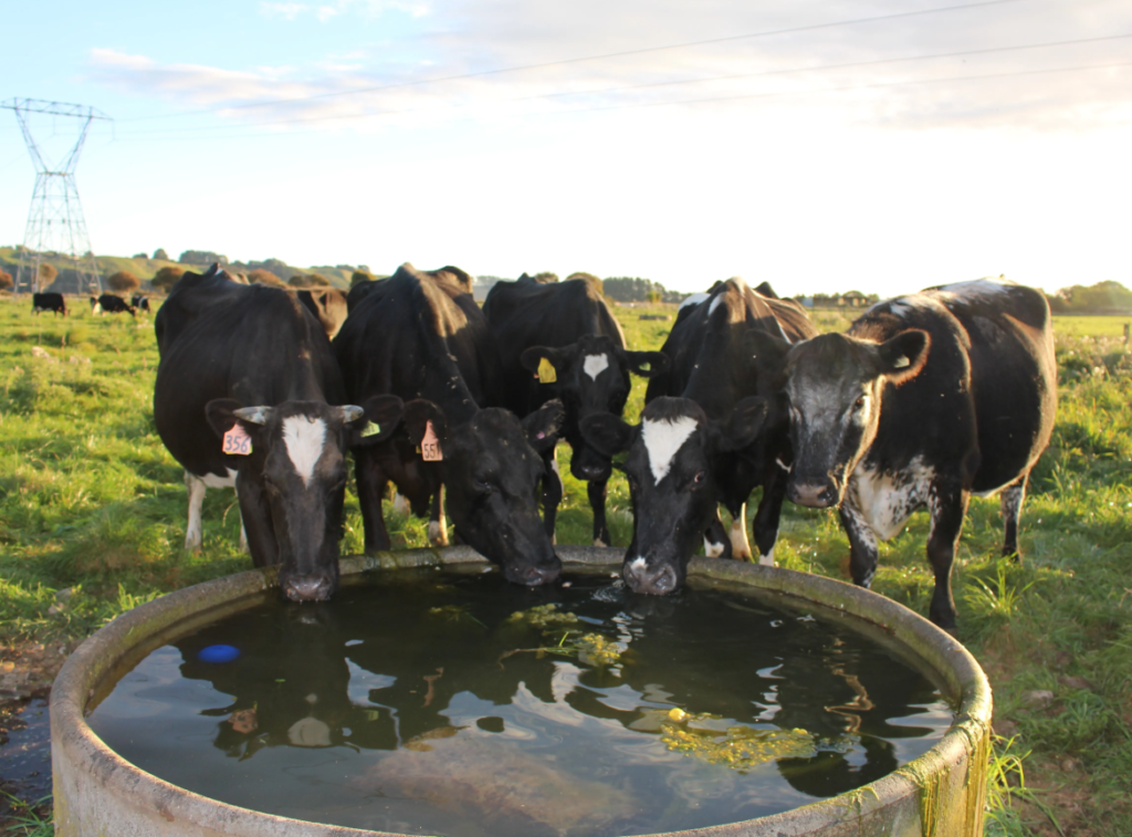 11 Cows Die After Drinking Suspected Contaminated Water In Migori