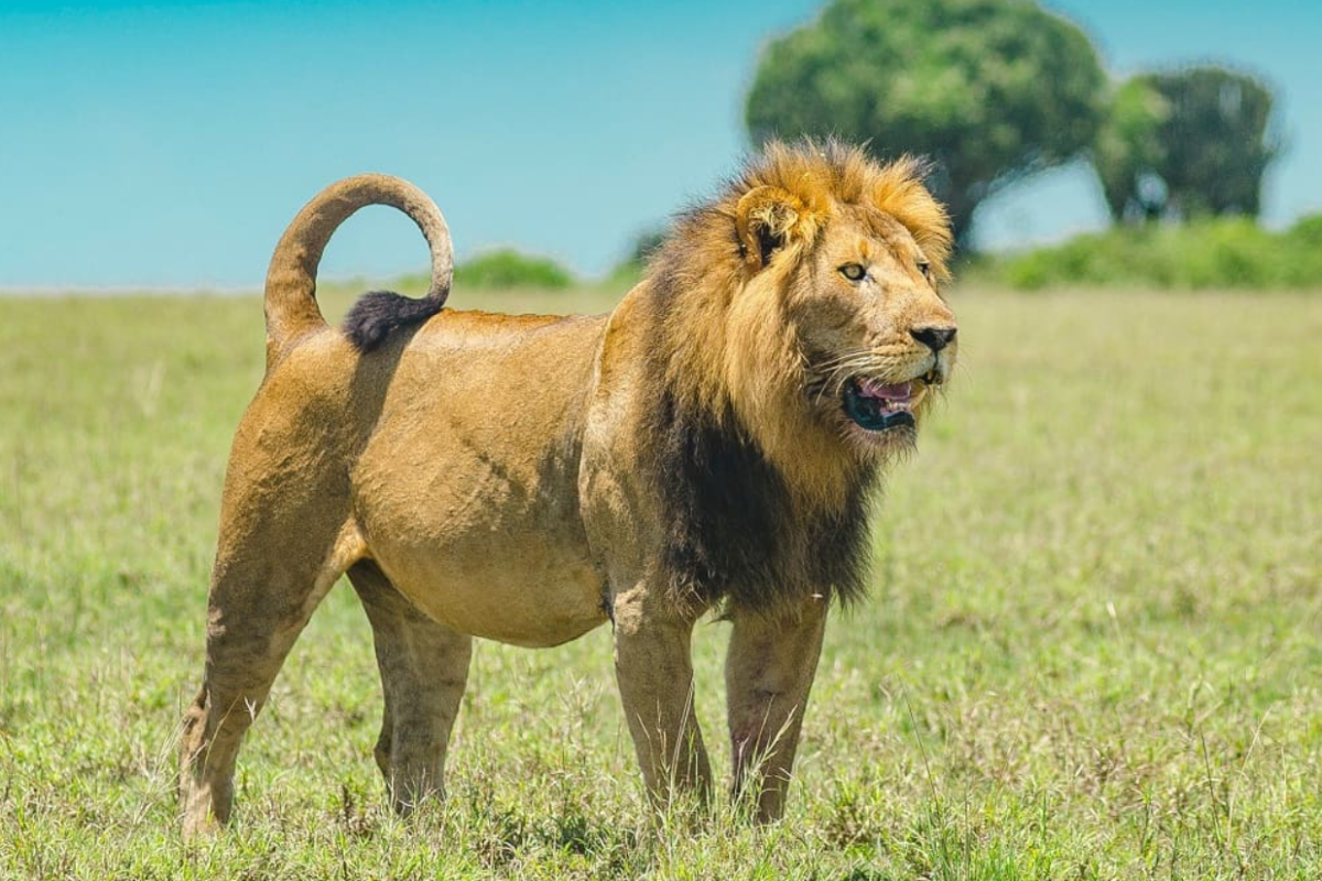 Lion Killed By Hippo In Rare Clash In Maasai Mara
