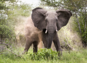 Teen Herdsboy Is Killed In Elephant Attack In Taita Taveta