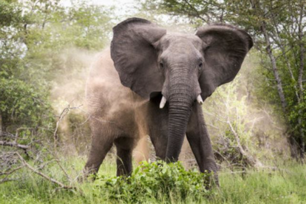 Teen Herdsboy Is Killed In Elephant Attack In Taita Taveta