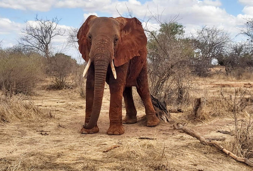 Elephant Kills 96-Year-Old Man In An Attack In Sereolipi, Samburu County