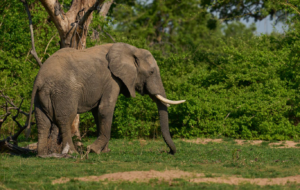 Elephant Attacks And Kills Woman In Her Farm In Meru