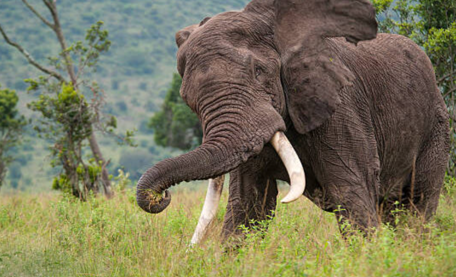 Missing Man Found Dead After Suspected Elephant Attack In Kilifi