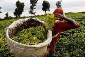 Kenyan Tea, Pakistan