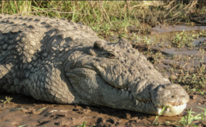Fisherman Dies After Crocodile Attack At Kisumu Beach