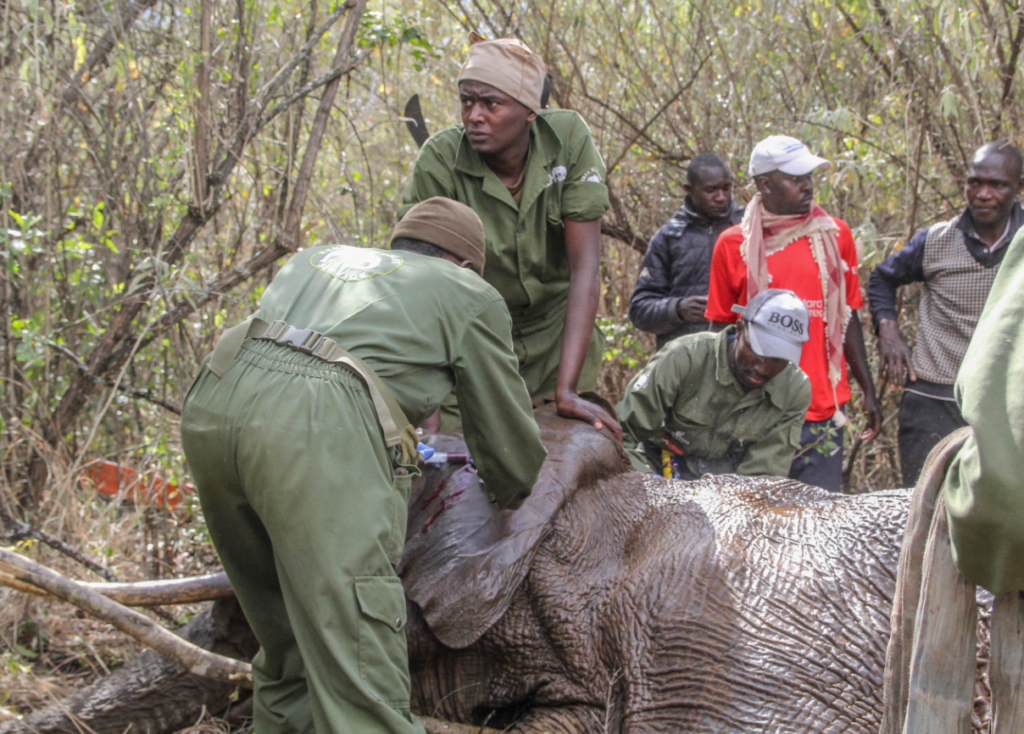 Relief As KWS Relocates Two Elephants From Makueni After Fatal Attacks