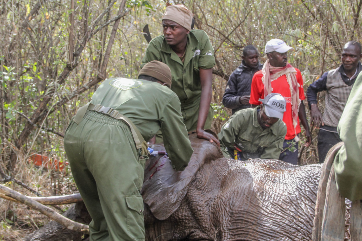 Relief As KWS Relocates Two Elephants From Makueni After Fatal Attacks
