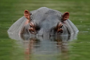 14-Year-Old Boy Killed In Hippo Attack While Fishing In Kilifi