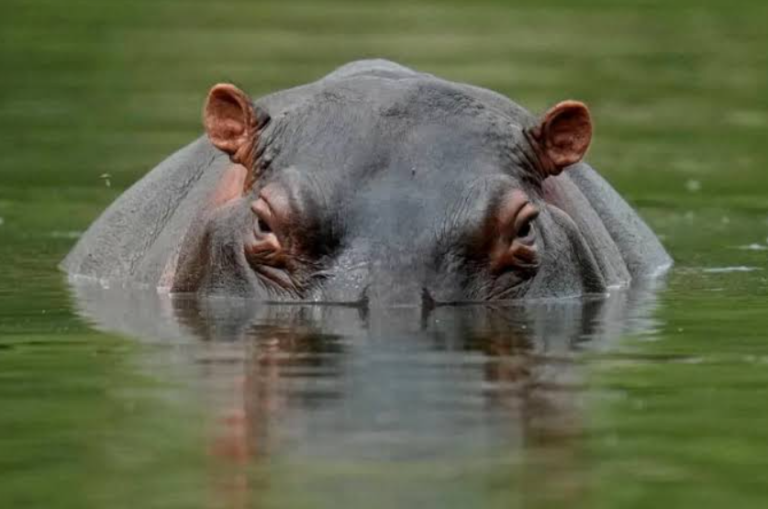 14-Year-Old Boy Killed In Hippo Attack While Fishing In Kilifi