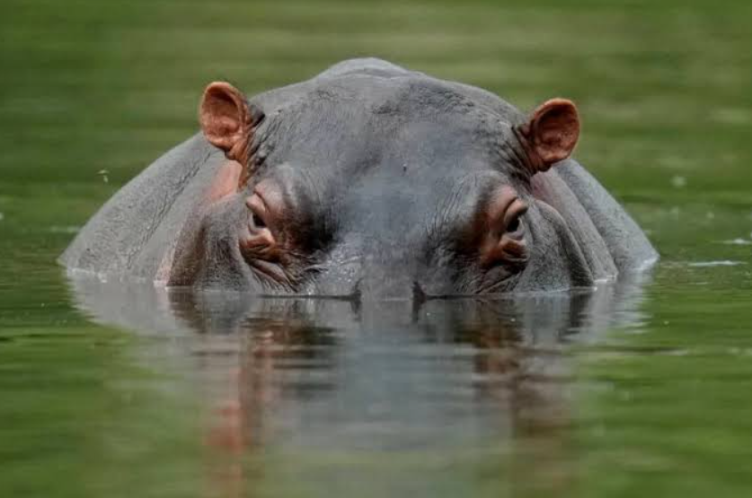 14-Year-Old Boy Killed In Hippo Attack While Fishing In Kilifi