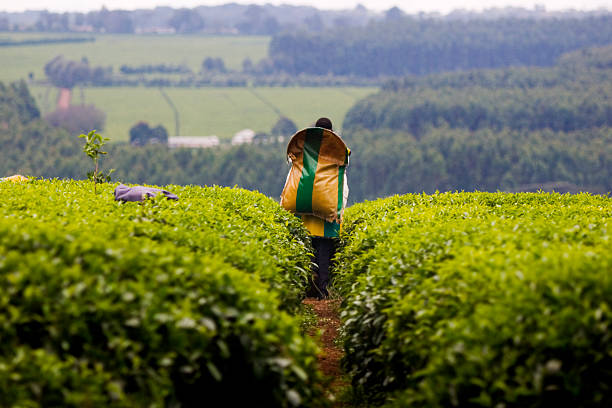 Gov’t Targets Sh1.42 Billion Annual Revenue From Reintroduced Tea Levies