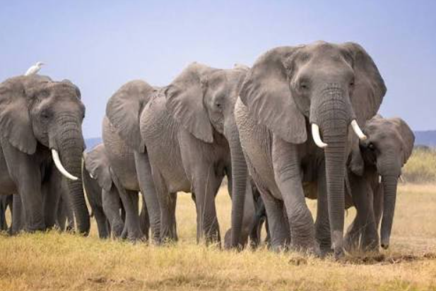 15 Elephants At Amboseli Died Of Cyanide Poisoning After Eating Tomatoes From Nearby Farms