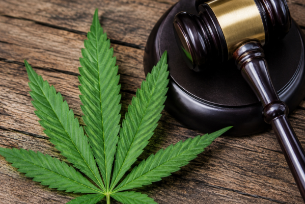 Rastafarians' bid to legalise bhang dismissed by Judge