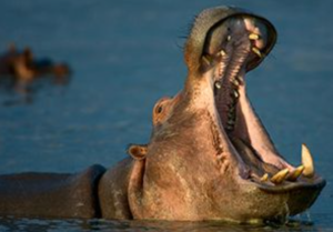 Man Killed In Suspected Hippo Attack Near Lake Victoria In Homa Bay