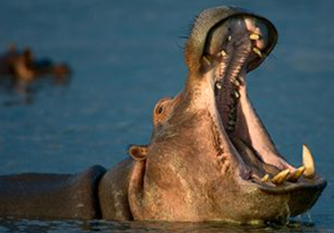 Man Killed In Suspected Hippo Attack Near Lake Victoria In Homa Bay