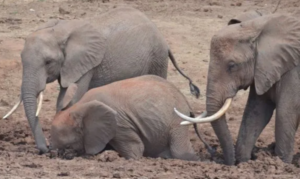 15 Elephants Die In Amboseli As KWS Probes Suspected Toxic Exposure