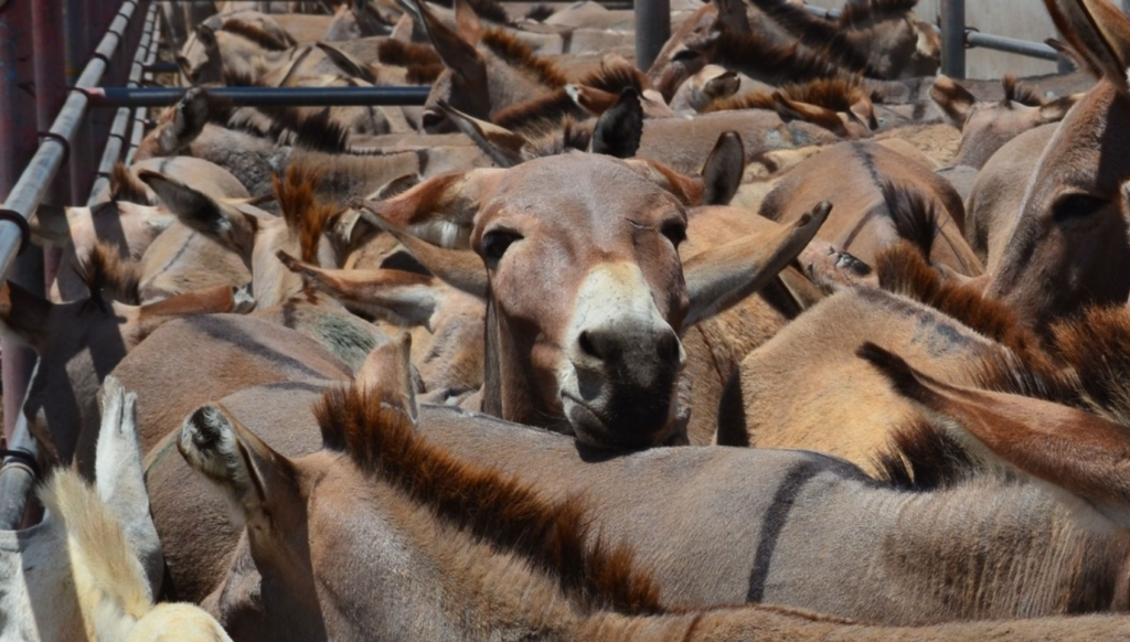 Illegal Donkey Skin Trade Becoming Organised Crime Threat, Study Warns
