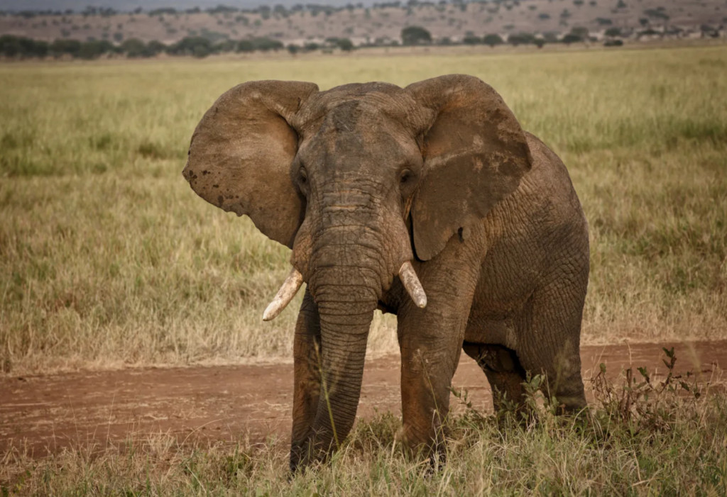 Anger As Man Is Killed By Stray Elephant In Meru Wildlife Attack