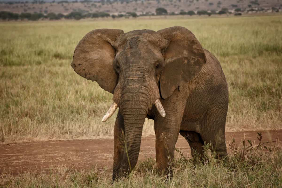 Anger As Man Is Killed By Stray Elephant In Meru Wildlife Attack