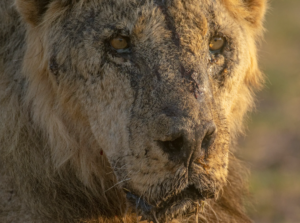 Probe As Lion Kills 11-Year-Old Boy In Kilifi