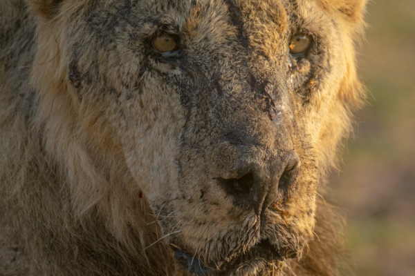 Probe As Lion Kills 11-Year-Old Boy In Kilifi