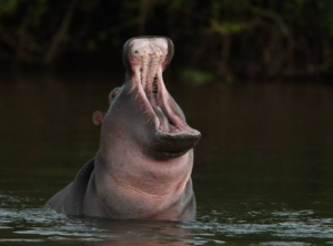 One-Year-Old Girl Drowns, Student Missing After Hippo Attack On Canoe In Tana River