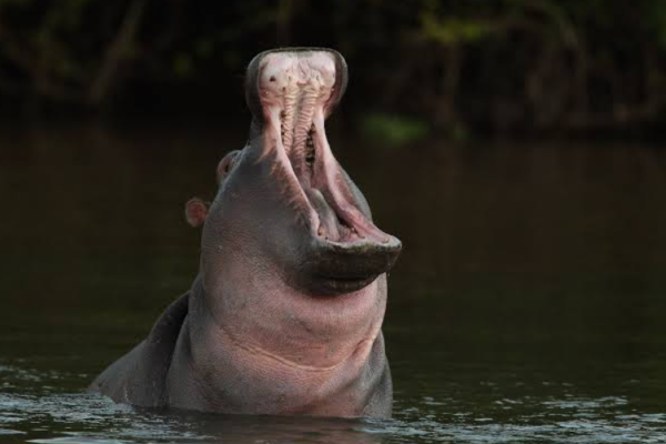One-Year-Old Girl Drowns, Student Missing After Hippo Attack On Canoe In Tana River