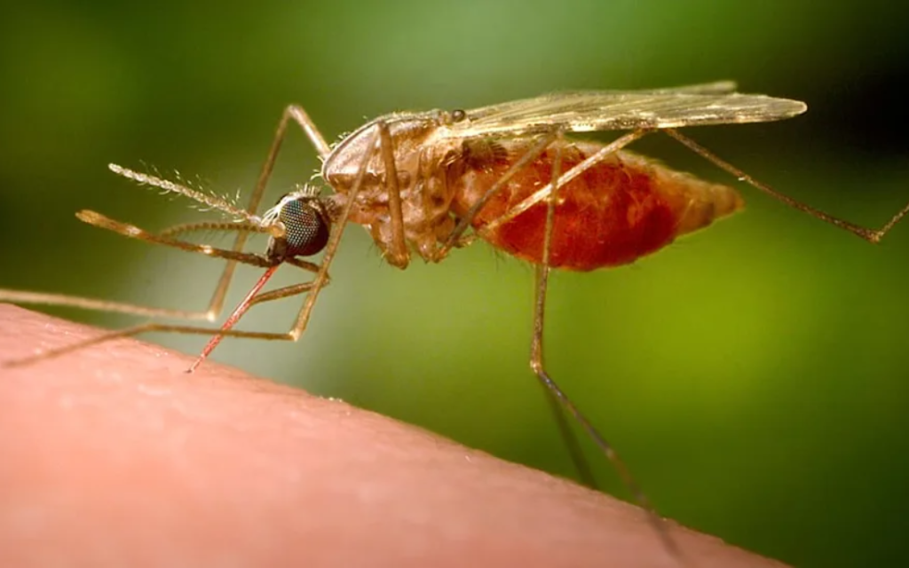 German Airport Worker Dies Of Malaria After ‘Mosquito Arrives On Plane’