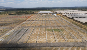 Kakuzi Breaks Ground For New Blueberry Production Orchards