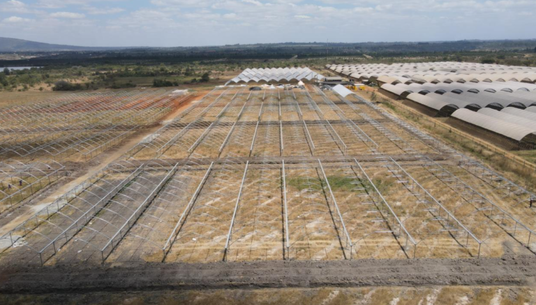 Kakuzi Breaks Ground For New Blueberry Production Orchards