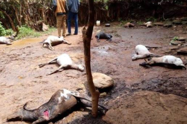 Leopard Kills 12 Goats In Tharaka Nithi Homestead