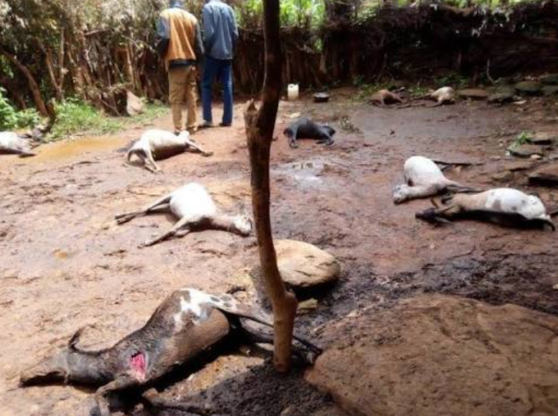 Leopard Kills 12 Goats In Tharaka Nithi Homestead