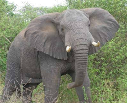 70-Year-Old Man Killed In Elephant Attack In Kwale