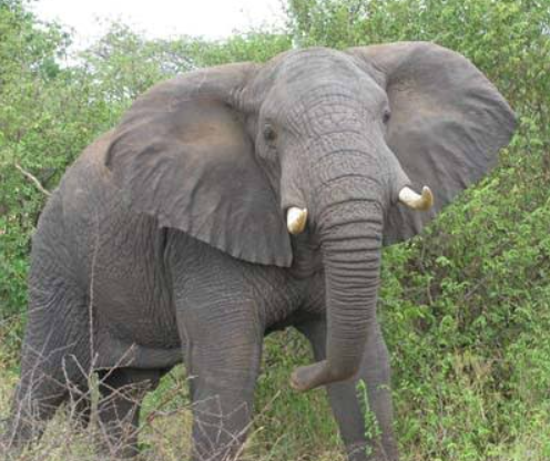 70-Year-Old Man Killed In Elephant Attack In Kwale