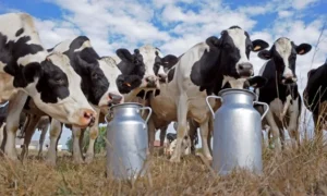 Milk