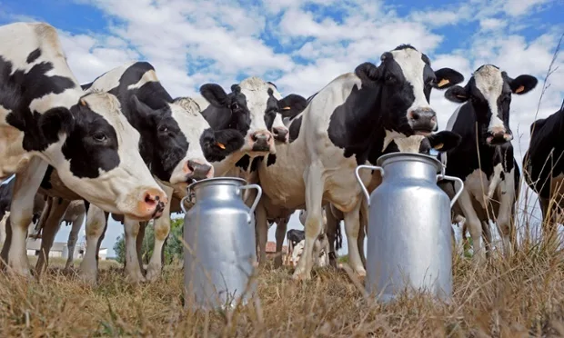 Milk Supplies Tighten as Dry Conditions Hit Dairy Production