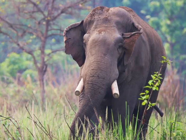 Two-Year-Old Boy Killed In Elephant Attack In Tana River