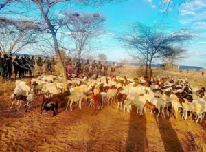 Woman Shot And Killed As 61 Goats And Sheep Stolen In Turkana Raid